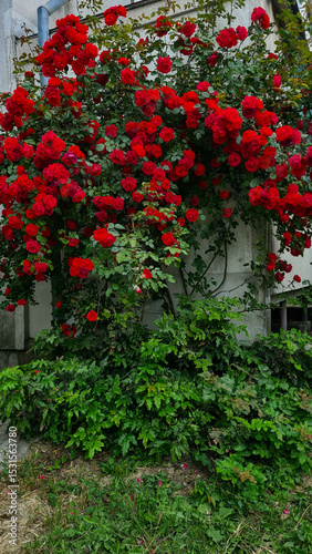 Wallpaper Mural A vibrant display of red roses climbing a wall, surrounded by lush green foliage. The scene captures the beauty of nature in a garden setting. Torontodigital.ca
