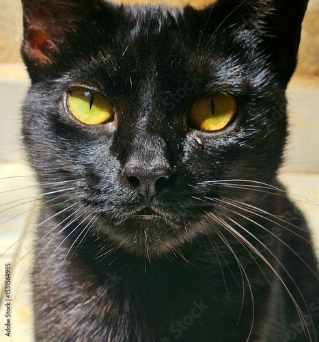 Black cat with yellow eyes