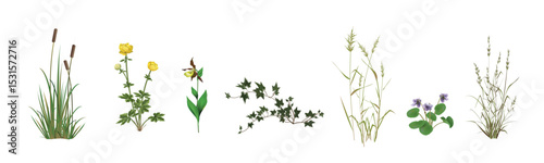 Cattail, globeflower, lady's slipper orchid, ivy, reed, marsh violet, ryegrass. Moisture-loving Plants of swamps, wet forests and meadows. Detailed realistic drawings set isolated on white background.