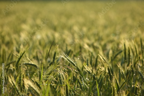 A breathtakingly beautiful lush green wheat field at sunrise, showcasing natures splendor