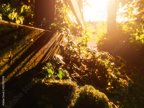 A wooden fence with a path in between. The path is lined with trees and leaves. The sun is shining through the trees, creating a warm and inviting atmosphere. Hot season mood and vibe.