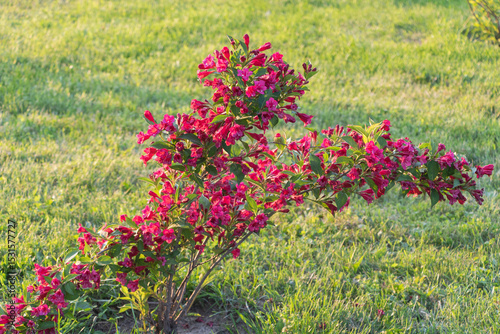 Red Weigela flowers in full bloom, growing on the grass near an empty park with a green lawn