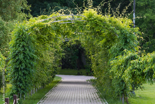 Beautiful green arch made of climbing plants in the park, an arched path for walking between two areas with trees and grass on each side