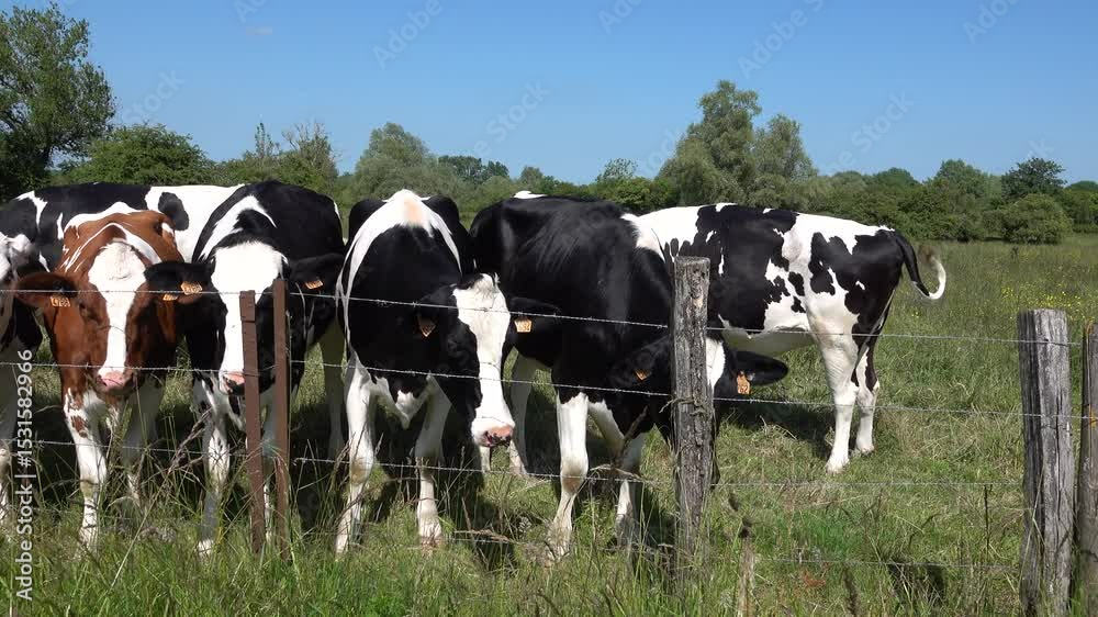 Des vaches Prim'Holstein vues de près dans un pré par temps ensoleillé
