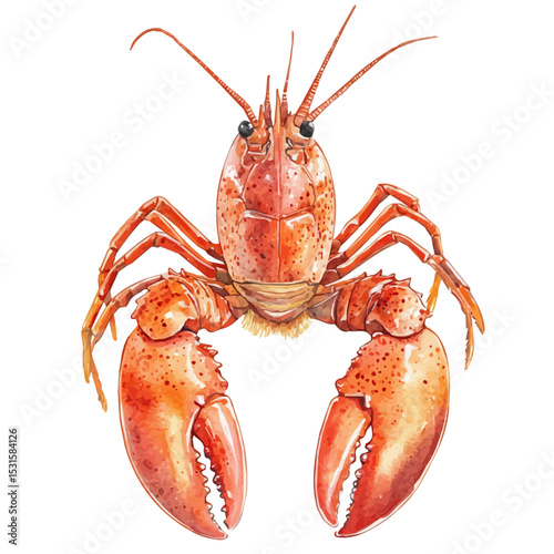 Lobster, watercolor drawing vector, isolated on a white background.