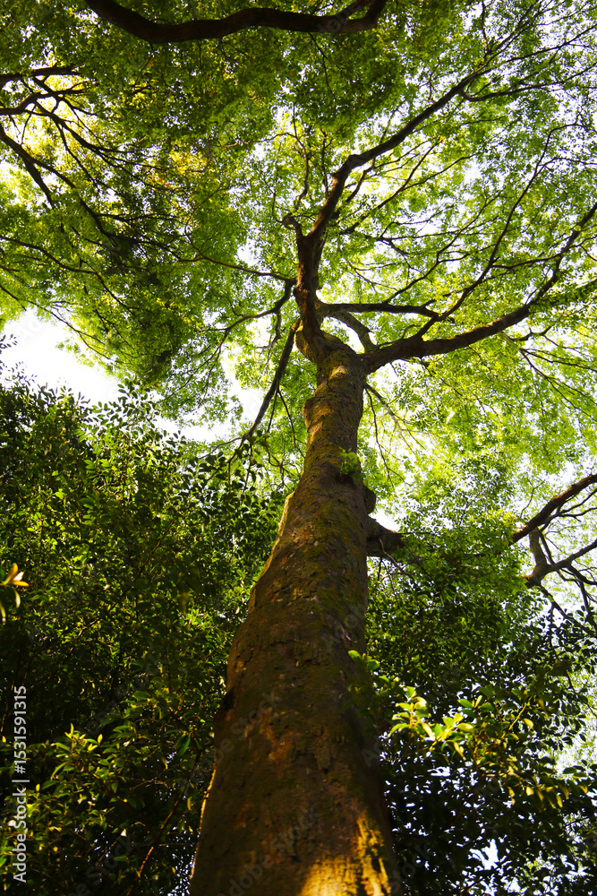 Naklejka premium Looking up from down tree, Big trees in Japan