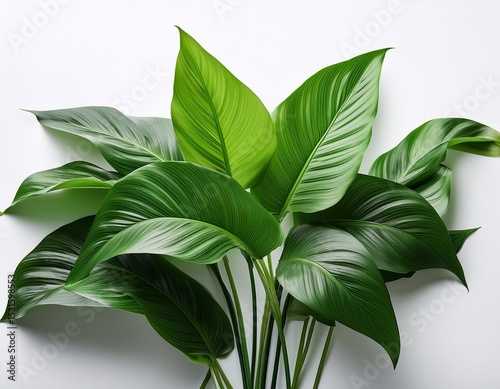 vibrant green tropical leaves growing on white background