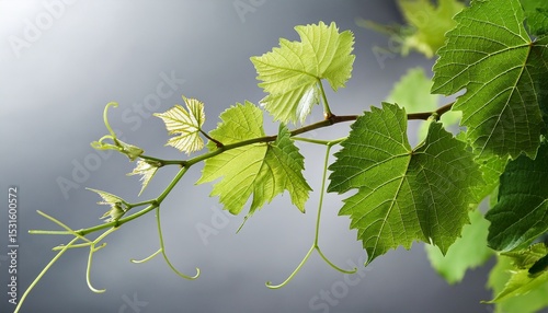 delicate grapevine branch vibrant green leaves tendrils growth tendrils
