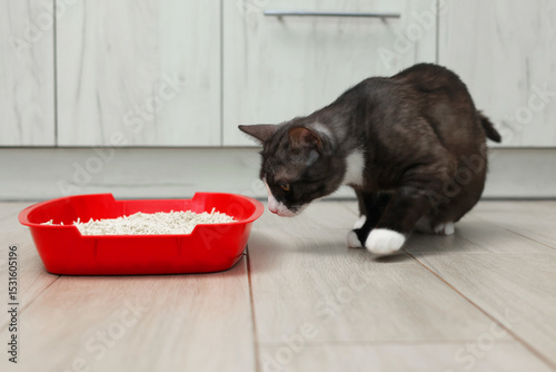 A cat sitting in its litter box, enjoying a peaceful moment for deep reflection