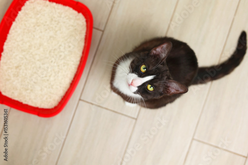 A cat sitting in its litter box, enjoying a peaceful moment for deep reflection