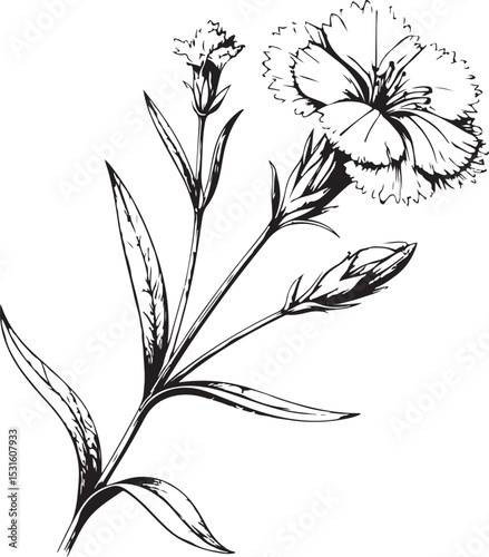 Field Carnation Flower, Dianthus campestris, Vector Illustration, Sketch Drawing Line Linear Symbol Icon Engraving Coloring Book, Hand-drawn Black and White Isolated