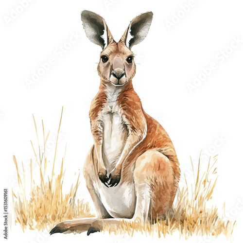Kangaroo, watercolor drawing vector, isolated on a white background.
