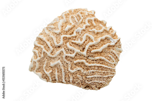 Close-up of coral fossils, isolated on white background