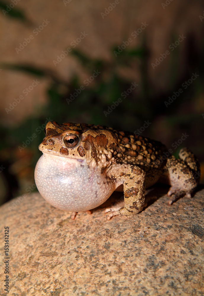 Obraz premium Moroccan Spadefoot Toad (Pelobates varaldii) in the wild, calling at night - a protected endangered species on red list - very rare photo.