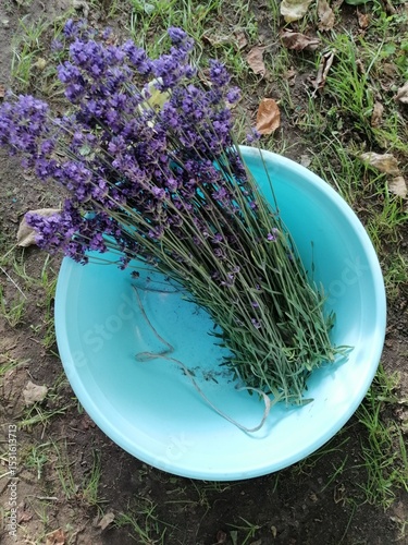 Lavender photo. Lavender background