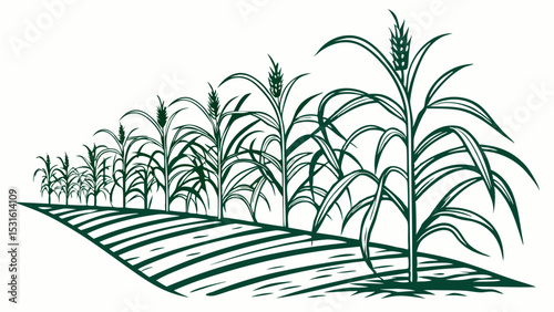 Row of Sugarcane Plants on a Farm Field