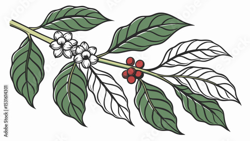Detailed Illustration of Coffee Plant Branch with Flowers and Berries