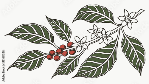 Detailed Illustration of Coffee Plant Branch with Berries and Flowers
