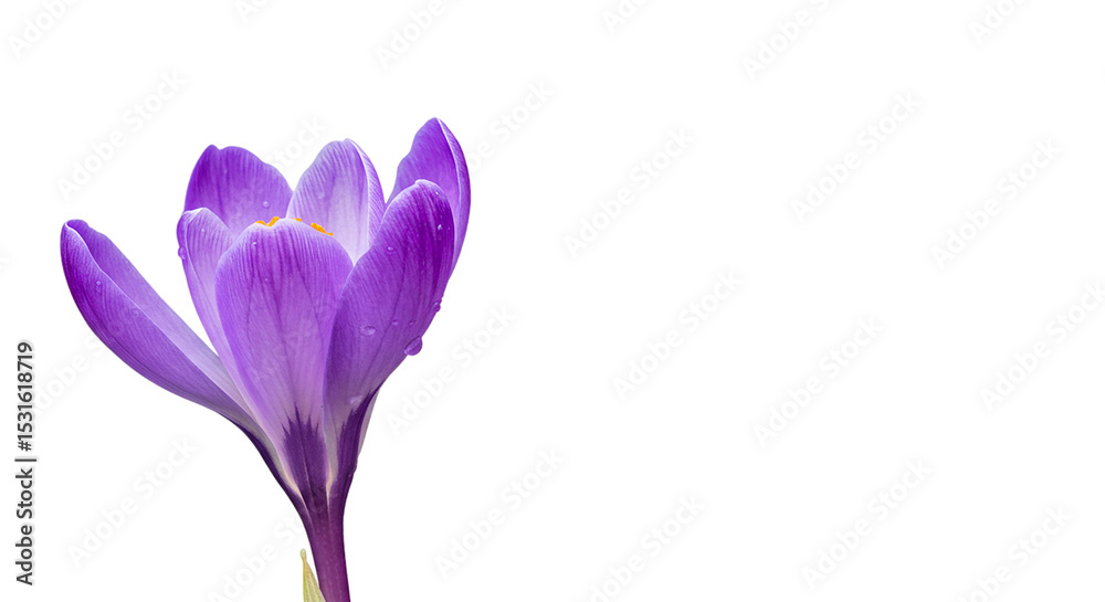 Naklejka premium Captivating purple crocus in bloom glistening with morning dew against a stark black backdrop on transparent background