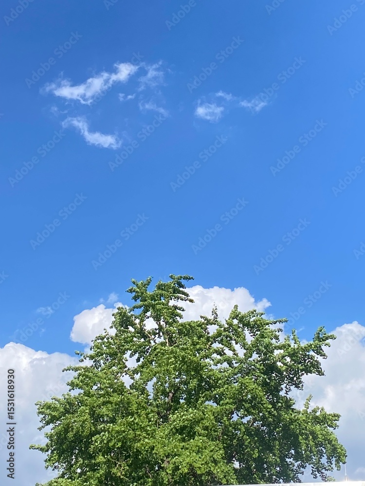 Obraz premium 하늘