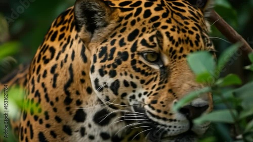 Close-up image of a Brazilian jaguar in the lush Amazon rainforest. Powerful wildlife scene showing the majestic predator in its natural tropical jungle habitat. photo