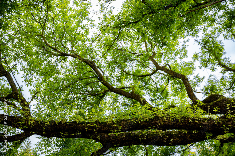 Fototapeta premium A Beautiful Lush Green Canopy Created by a Tree Filled with Dense and Healthy Foliage