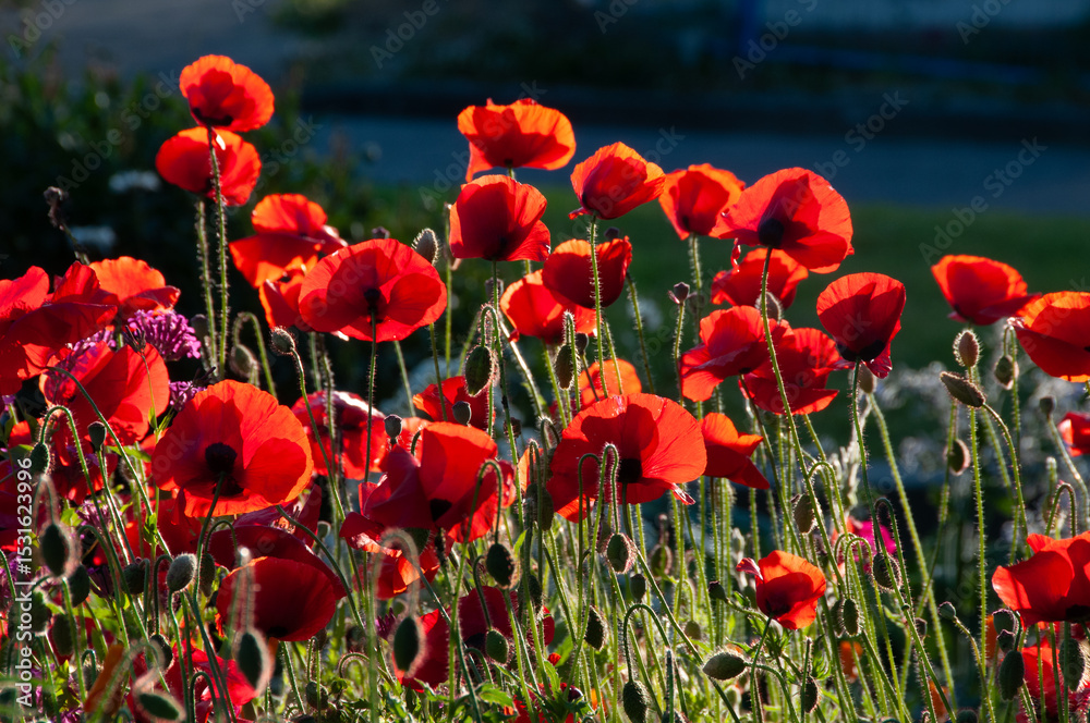 Obraz premium Poppies