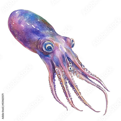 Squid, watercolor drawing vector, isolated on a white background.