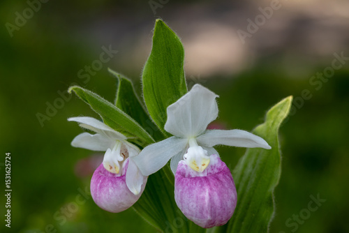 Close up view of a pair of stunning pink and white flower blossoms on a Showy Lady’s Slipper (cypripedium reginae) orchid wildflower plant in a protected outdoor setting