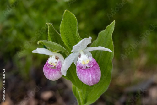 Close up view of a pair of stunning pink and white flower blossoms on a Showy Lady’s Slipper (cypripedium reginae) orchid wildflower plant in a protected outdoor setting