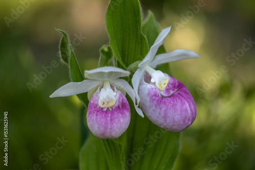 Close up view of a pair of stunning pink and white flower blossoms on a Showy Lady’s Slipper (cypripedium reginae) orchid wildflower plant in a protected outdoor setting