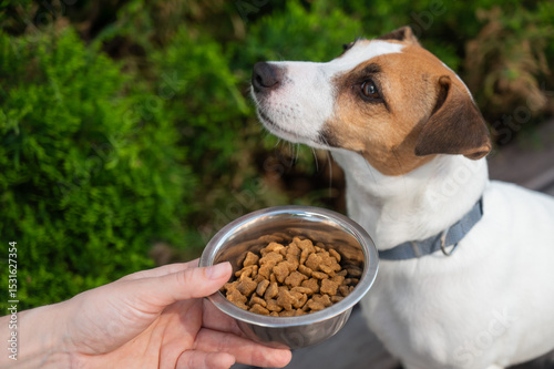 Sad dog turns away from food bowl. No appetite. 