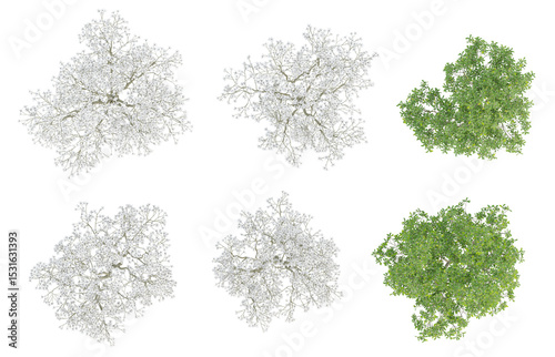 Set of 3d illustration trees of Magnolia officinalis on transparent background, png plant