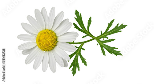 A radiant daisy blossoming with pure beauty its pristine white petals and vibrant golden on transparent background