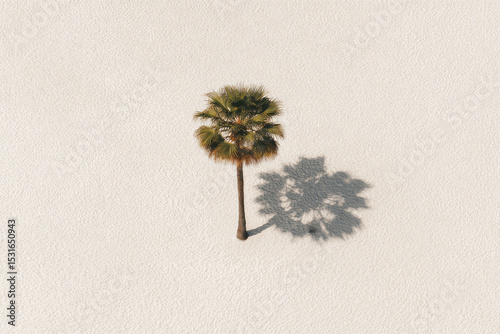 solitary palm tree casting long shadow on pristine sand under ultrabright midday sun
