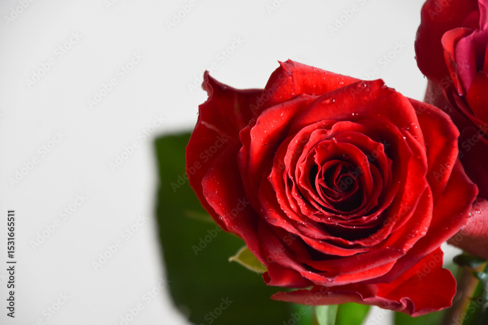 Fototapeta premium 赤い薔薇