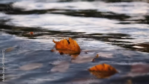 Aspen Autumn Leaves Floating on Calm Water Surface with Ripples and Reflections
