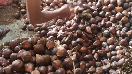 A large harvest of salak fruits, also known as snake fruit. Close-up showcasing the distinctive, scaly texture and rich, brown color. Freshly collected salak, food background.