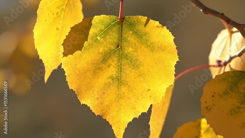 Close-Up of Aspen Autumn Leaves with Fine Veins and Backlit Golden Color