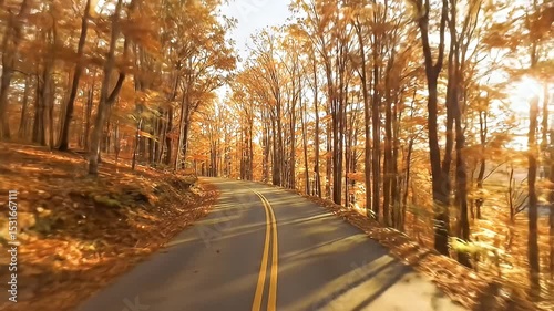 Aspen Autumn Leaves Road Surrounded by Orange and Yellow Forest in Golden Hour