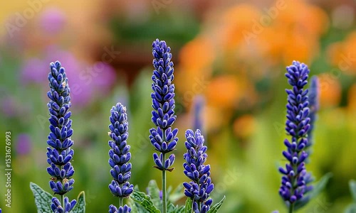 Detailed Lavender Flowers in Garden with Blurred Orange Floral Background, Perfect for Adobe Stock Photos, High Quality