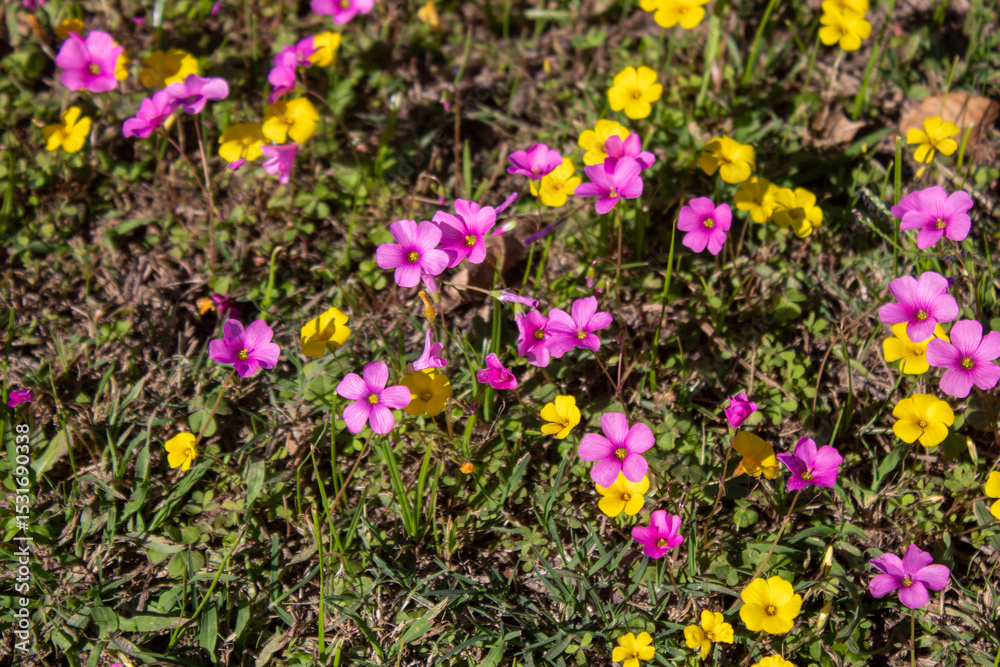 Fototapeta premium Flores coloridas pequeñas