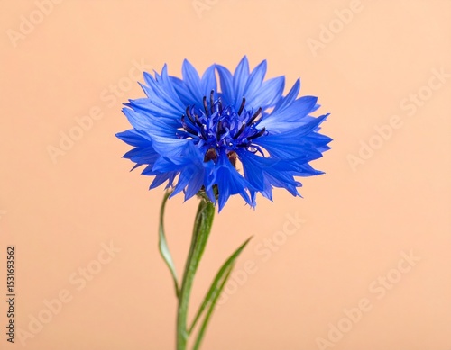 Stunning Blue Flower: A Splash of Color photo
