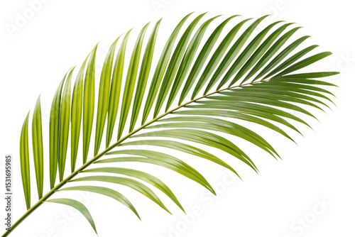 Ai generated image of a vibrant green palm frond, isolated on transparent background