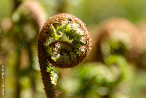 Fiddlehead ferns with green unrolling into a frond are harvested as a vegetable. The fiddlehead resembles the curled ornamentation of a scroll. The curled plant is an edible shoot of the ostrich fern.
