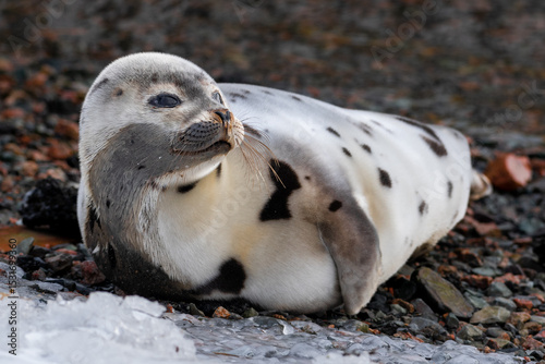A baby grey harp seal lies on a rocky beach near ice. The seal has two flippers, wide dark eyes, long whiskers, and a soft fur coat with dark spots. The wild harbour seal has its head up staring ahead