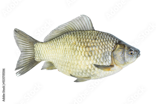 Crucian carp with caviar live fish isolated on transparent background. Live fish object for design and advertising
