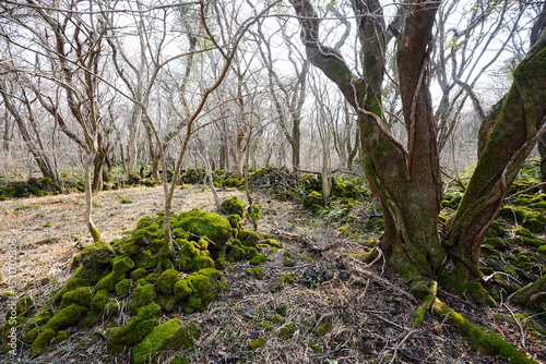 mossy rocks and old trees with vines in the sunlight
