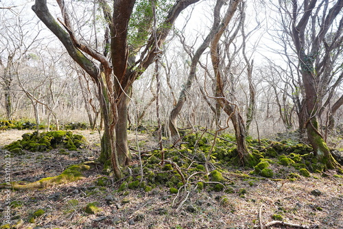 mossy rocks and old trees with vines in the sunlight