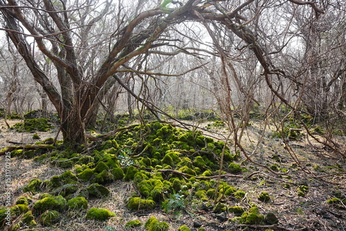 mossy rocks and old trees with vines in the sunlight